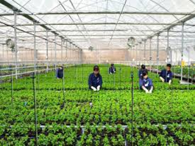 Is exporting Japanese agricultural labor difficult?