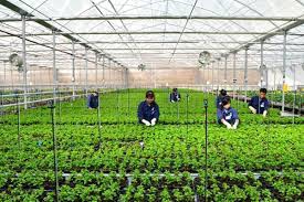 Is exporting Japanese agricultural labor difficult?